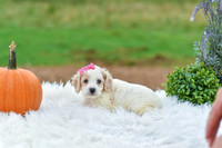 Bailey_F_9522_Cockapoo-2