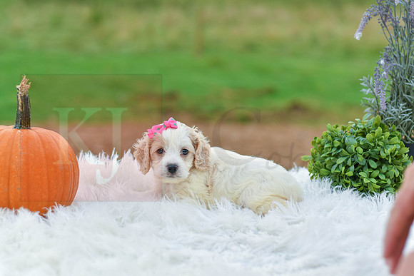 Bailey_F_9522_Cockapoo-2