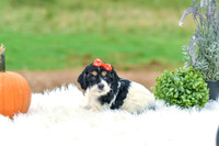 Bella_F_7393_Cockapoo-4