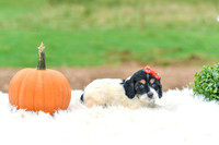 Bella_F_7393_Cockapoo-5