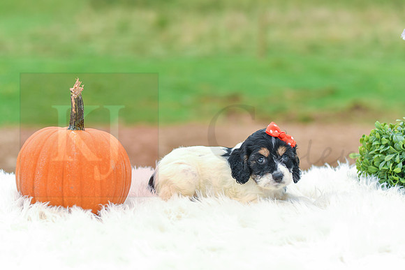 Bella_F_7393_Cockapoo-5