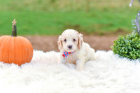 Bruno_M_9523_Cockapoo-1