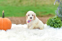 Bruno_M_9523_Cockapoo-3