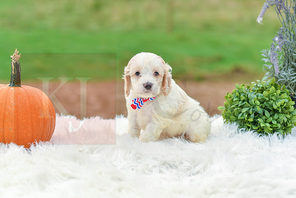 Bruno_M_9523_Cockapoo-3