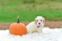 Bruno_M_9523_Cockapoo-4