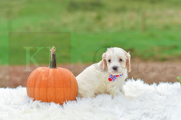 Bruno_M_9523_Cockapoo-4
