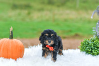 Bryant_M_9510_Cockapoo-1