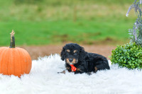 Bryant_M_9510_Cockapoo-3
