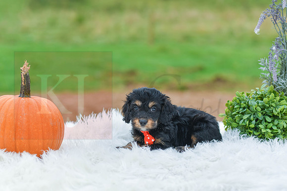Bryant_M_9510_Cockapoo-3
