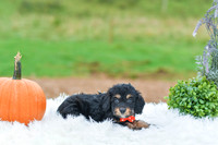 Bryant_M_9510_Cockapoo-4