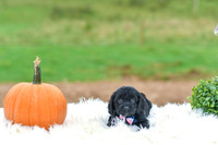 Buddy_M_9524_Cockapoo-1