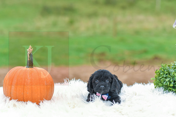 Buddy_M_9524_Cockapoo-1