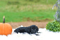 Buddy_M_9524_Cockapoo-3