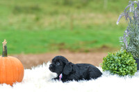 Buddy_M_9524_Cockapoo-5