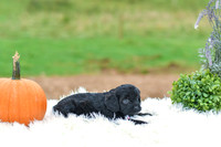 Buddy_M_9524_Cockapoo-4