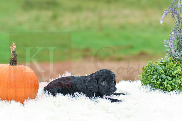 Buddy_M_9524_Cockapoo-4