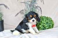 Jade_M_4348_Cavalier-3