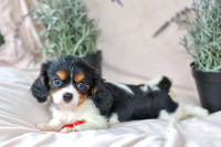 Jade_M_4348_Cavalier-4