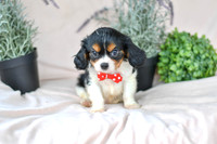 Jade_M_4348_Cavalier-1