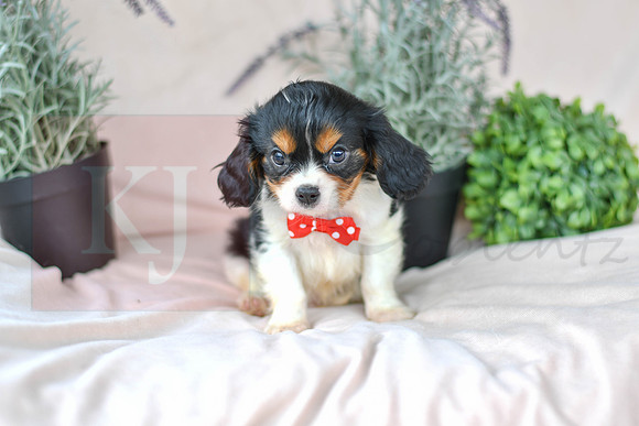 Jade_M_4348_Cavalier-1