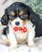 Jade_M_4348_Cavalier-2