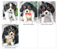 06.05.23 Cavaliers Litter Photo