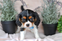Jordan_M_4354_Cavalier-1