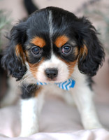 Jordan_M_4354_Cavalier-2