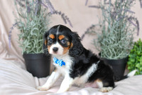 Jordan_M_4354_Cavalier-3