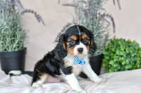 Jordan_M_4354_Cavalier-4