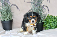 Lance_M_4349_Cavalier-1