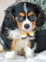 Lance_M_4349_Cavalier-2