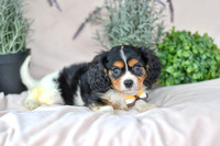 Lance_M_4349_Cavalier-3