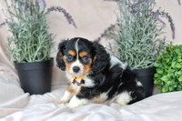 Lance_M_4349_Cavalier-4