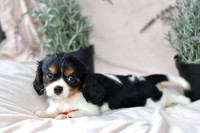 Jade_M_4348_Cavalier-5
