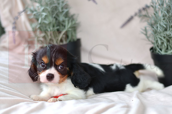 Jade_M_4348_Cavalier-5