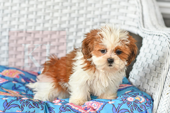 Bonnie_F_1038_Shih tzu-2