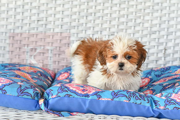 Bonnie_F_1038_Shih tzu-1