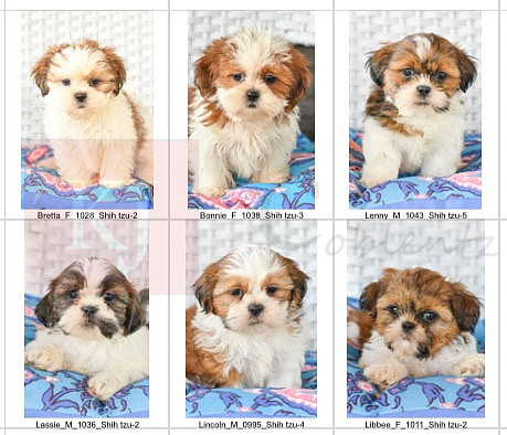 07.14.23 Shih Tzu Litter Photo