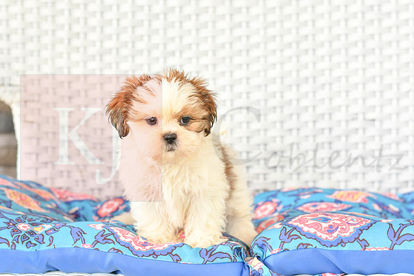 Bretta_F_1028_Shih tzu-1