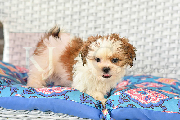 Bretta_F_1028_Shih tzu-4