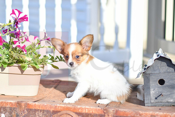 Pierre_M_1952_Papillon-2