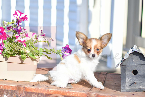 Pierre_M_1952_Papillon-3