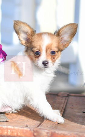 Pierre_M_1952_Papillon-4