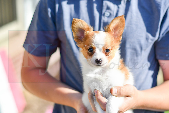 Pinto_M_1954_Papillon_Updates-1