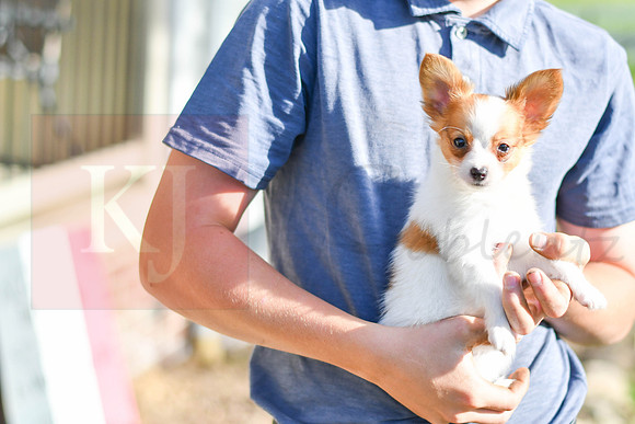 Pinto_M_1954_Papillon_Updates-2