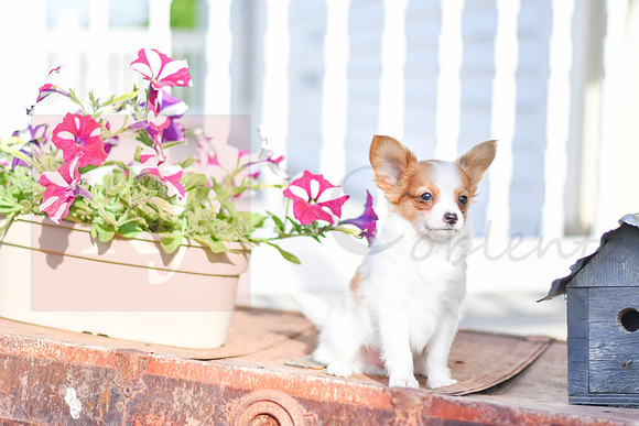 Pinto_M_1954_Papillon-1