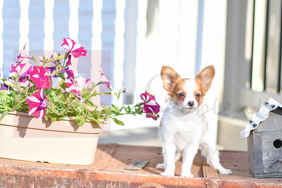 Pinto_M_1954_Papillon-3