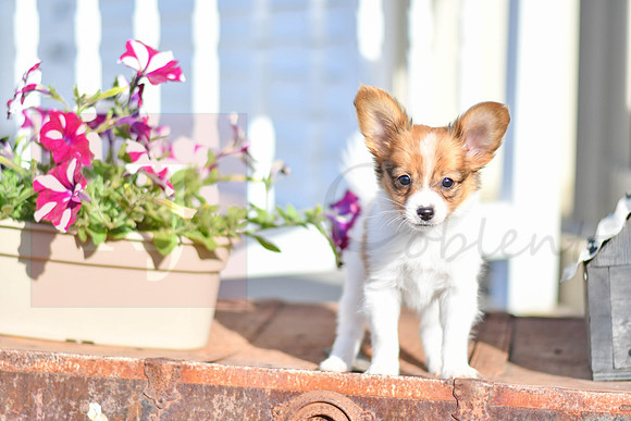 Prince_M_1948_Papillon-1