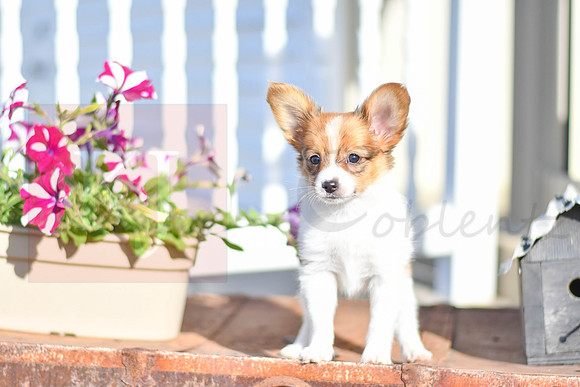 Prince_M_1948_Papillon-2